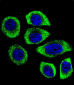 PIP5KL1 Antibody (N-term)